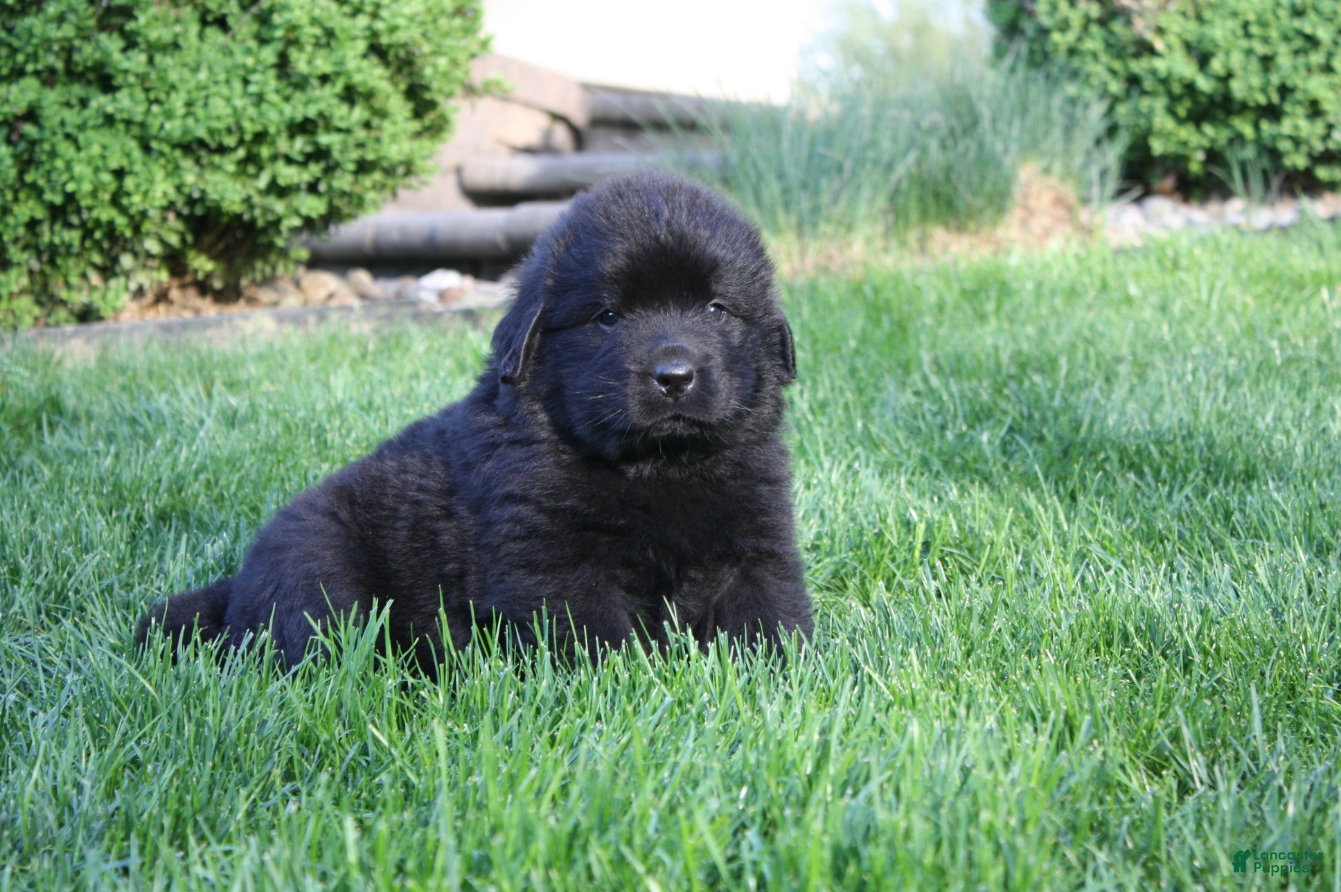 Newfoundland dogs Shadow - Ad 2