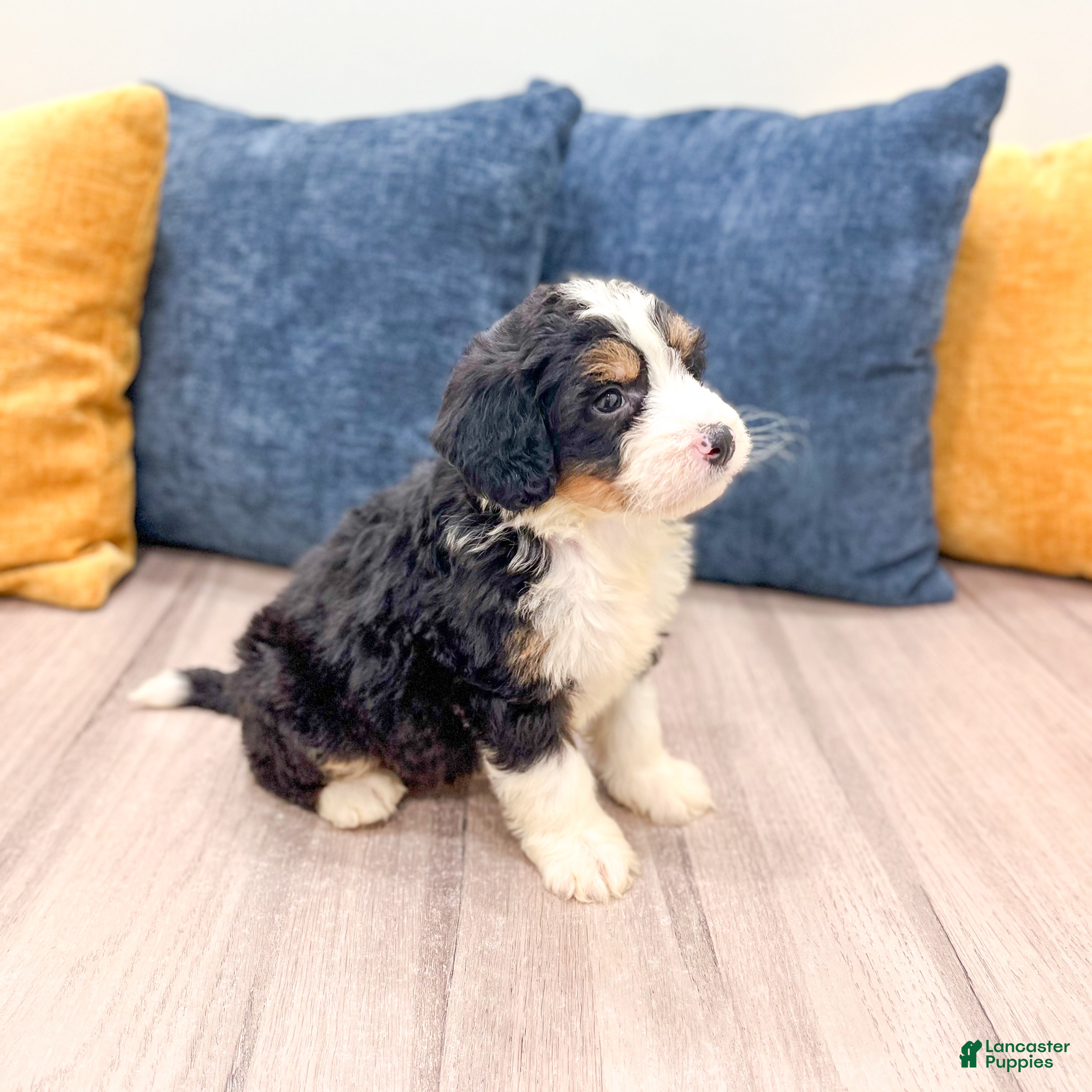 Mini Bernedoodle dogs for sale: Blaze - Ad 5