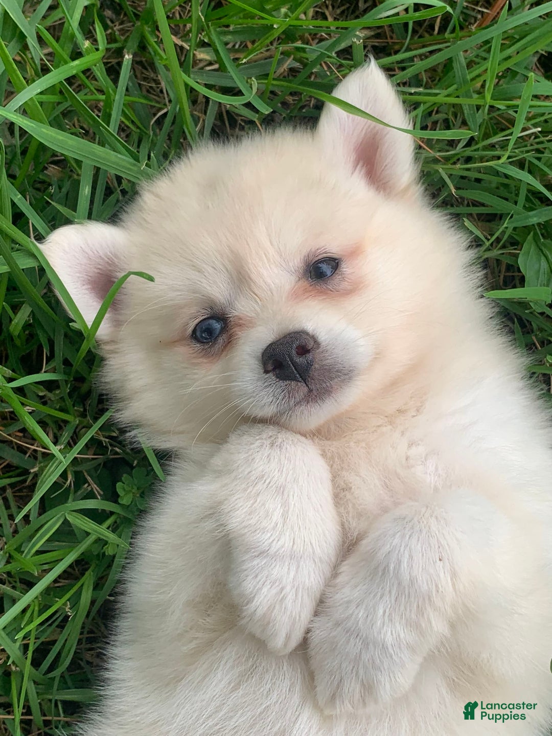 Alaskan Klee Kai dogs for sale: Fluffy Lil Tiki - Ad 9