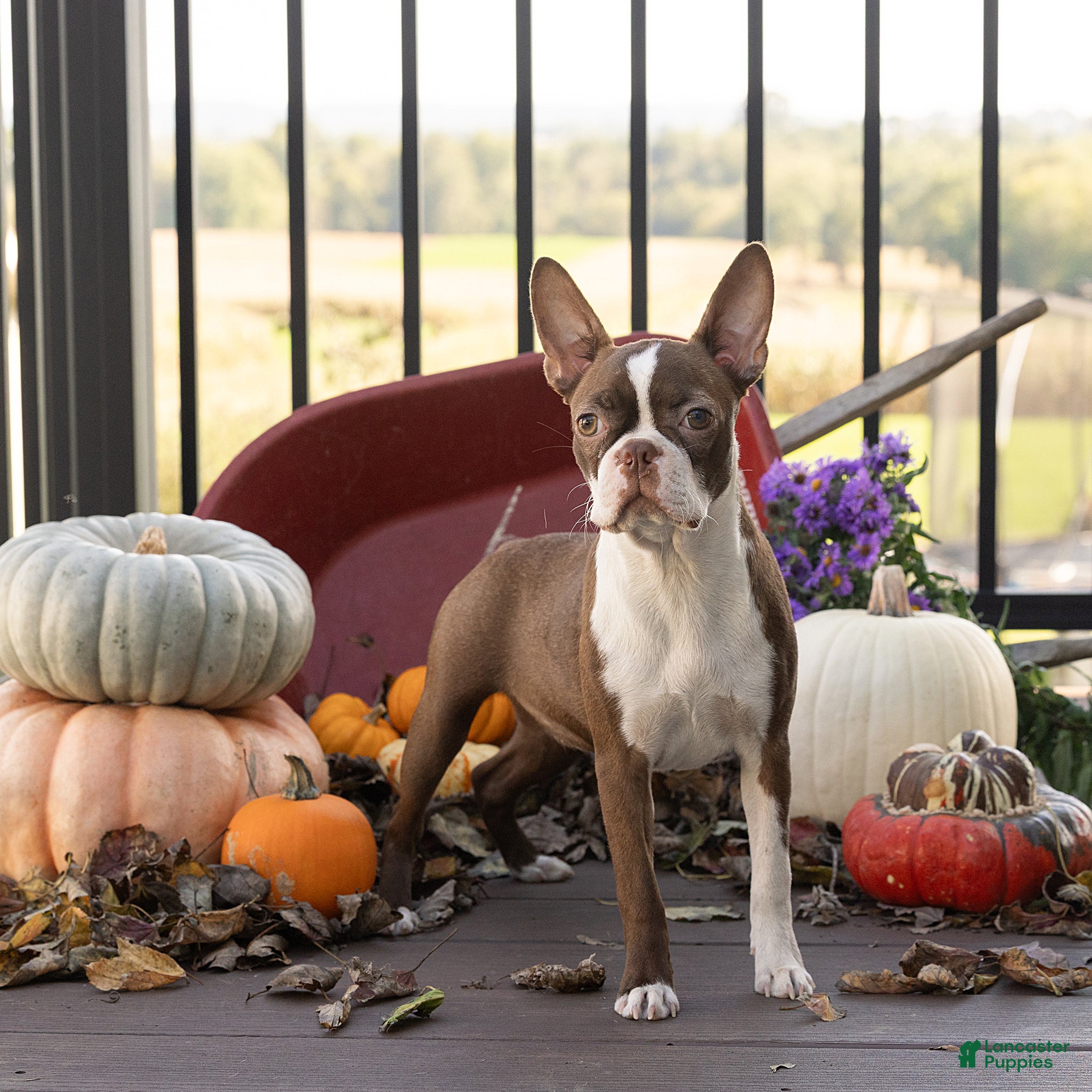 Boston Terrier dogs Cocoa Boston Terrier  - Ad 1