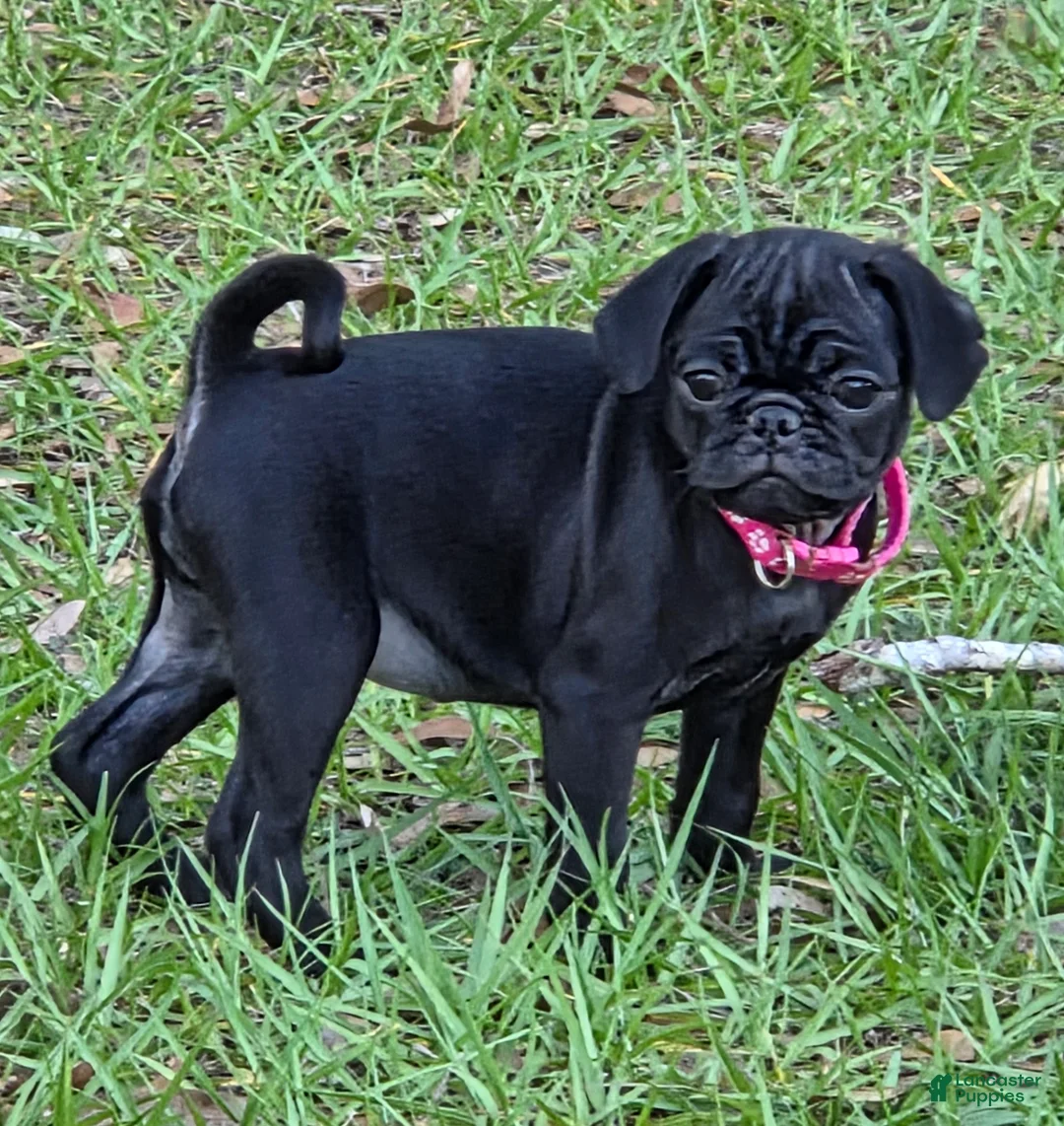 Pug dogs for sale: Azalea  - Ad 1