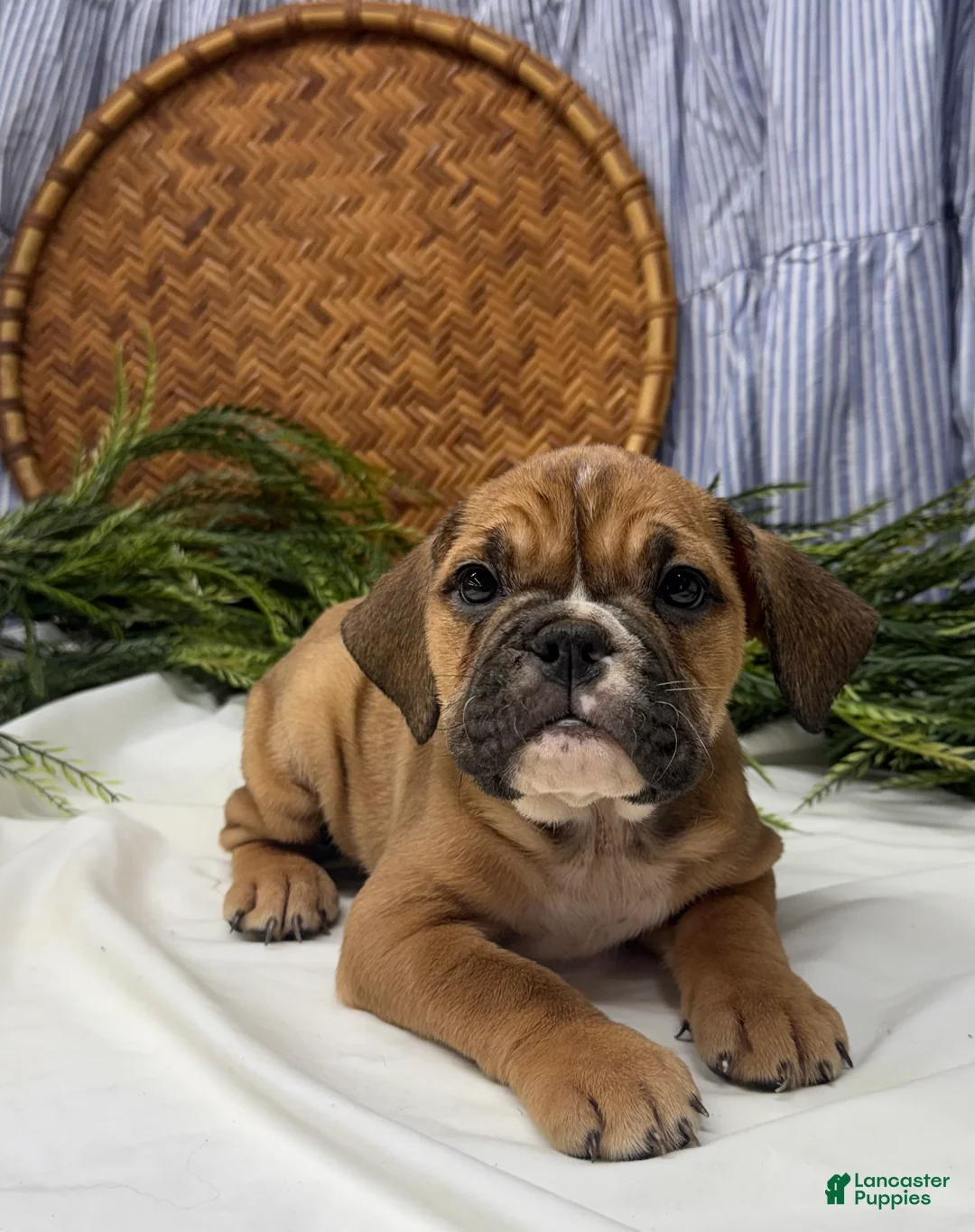 English Bulldog dogs for sale: Sarah - Ad 2