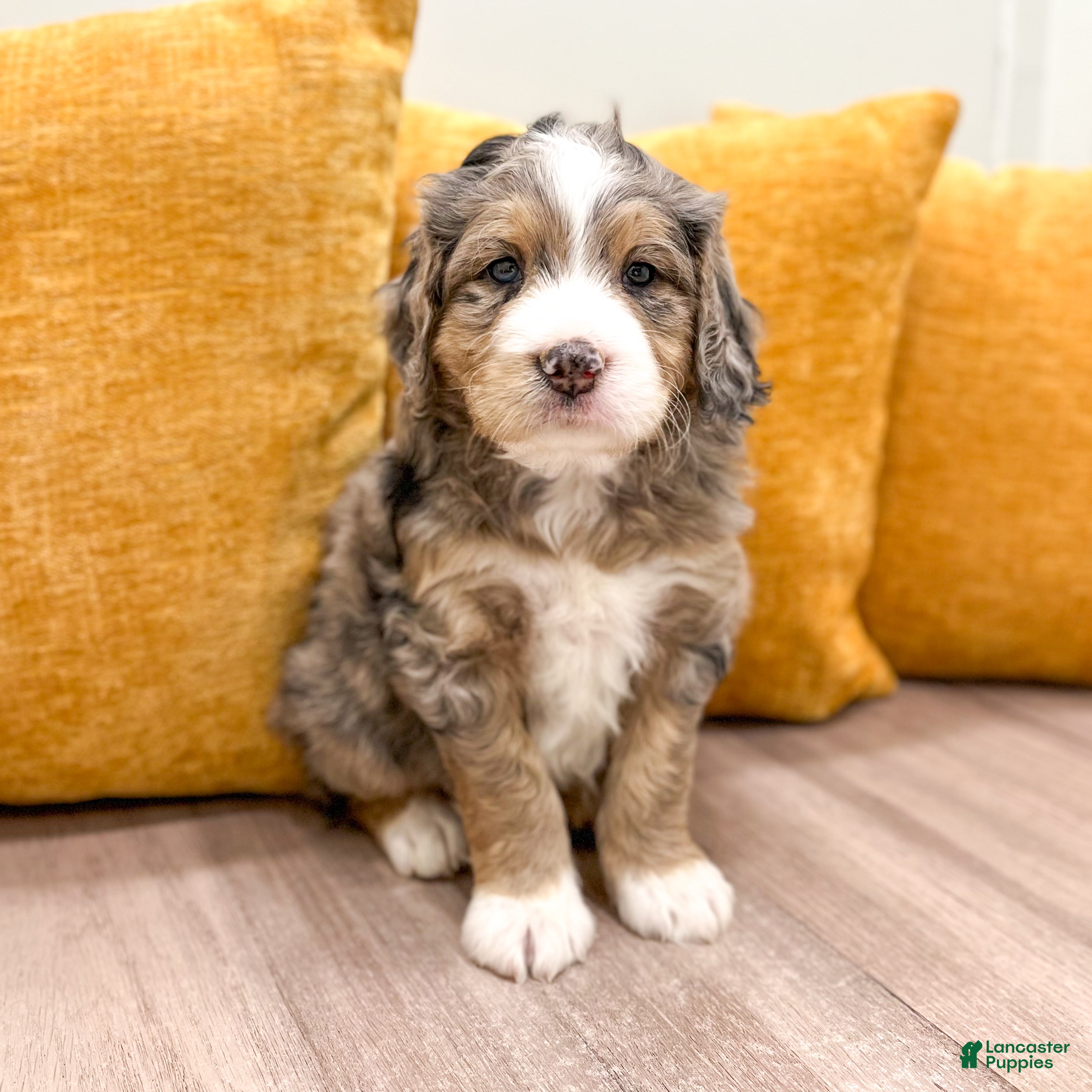 Mini Bernedoodle dogs for sale: Cooper - Ad 2
