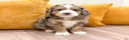 Mini Bernedoodle dogs for sale: Cooper - Ad 2