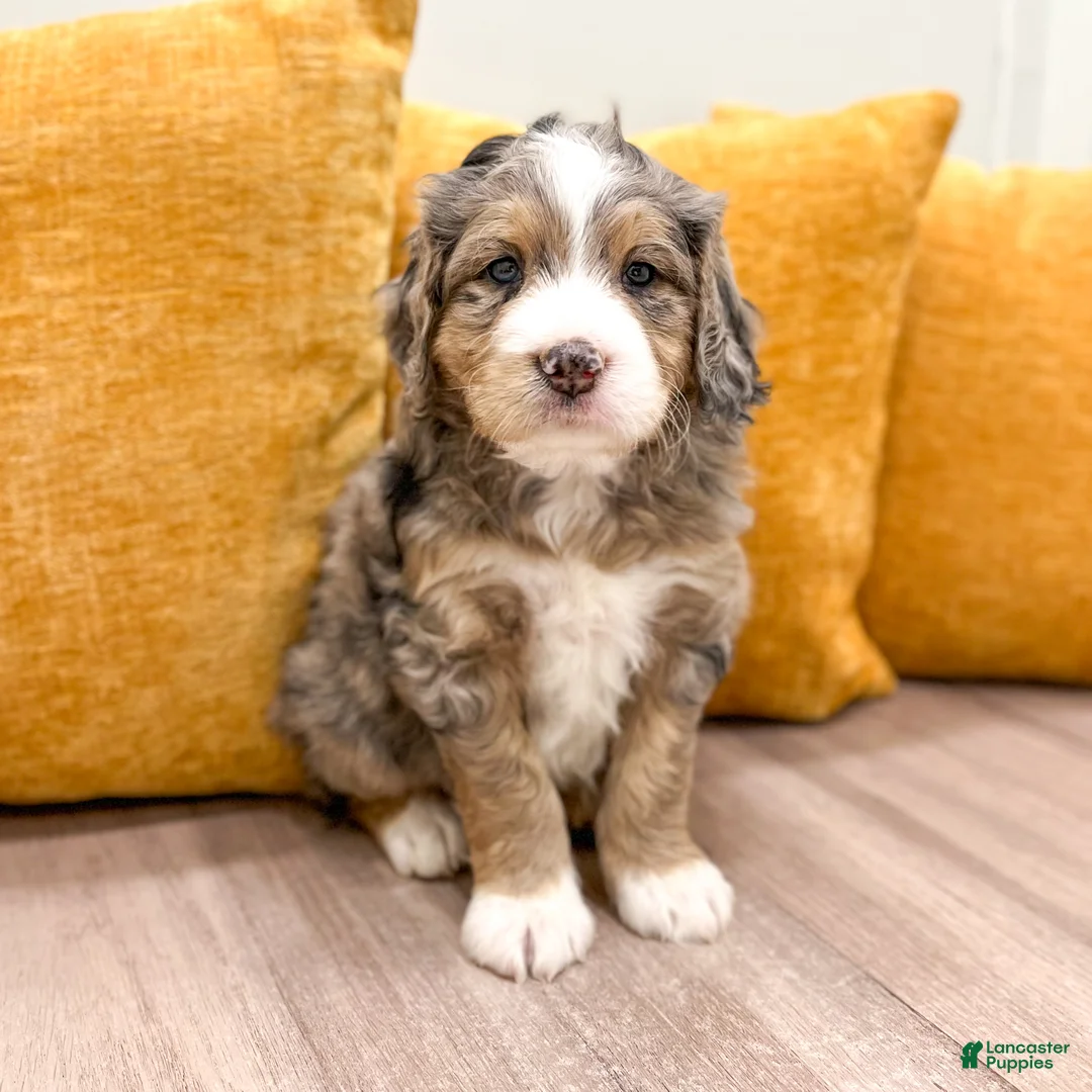 Mini Bernedoodle dogs for sale: Cooper - Ad 2