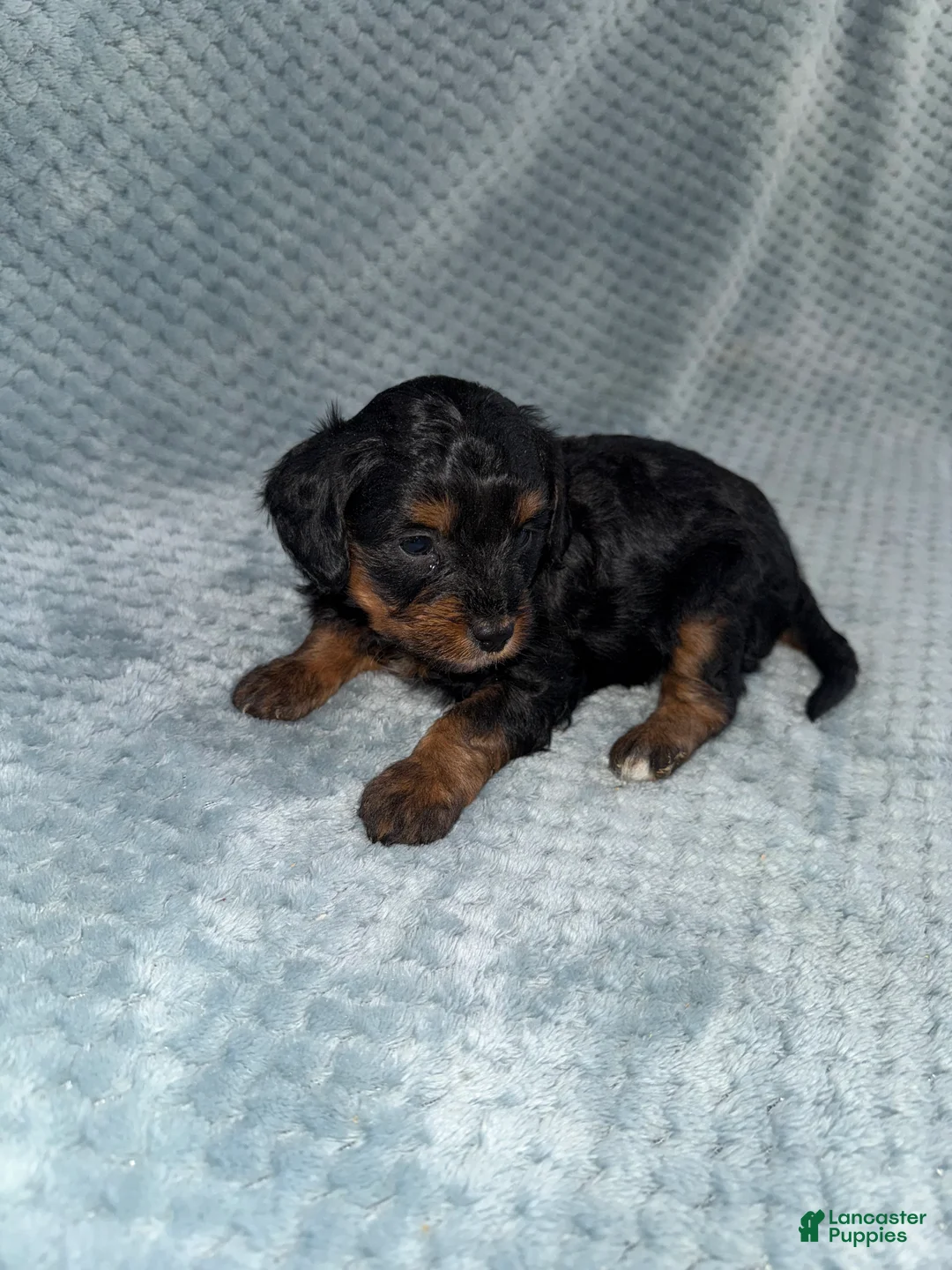 Cavapoo dogs for sale: Cavapoo Puppy 7 - Ad 7
