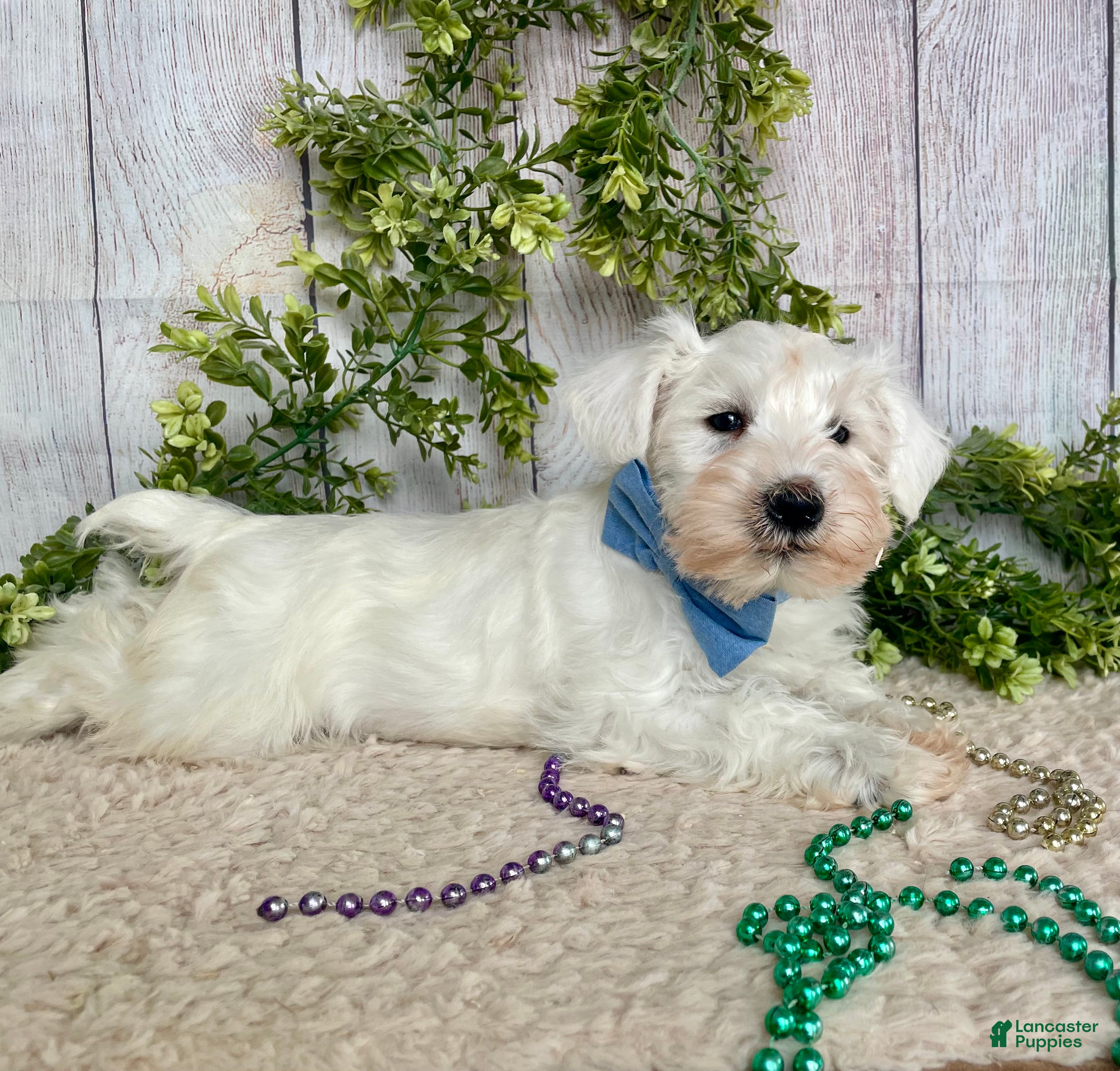 Miniature Schnauzer dogs Miniature Schnauzer Puppy 1 - Ad 33