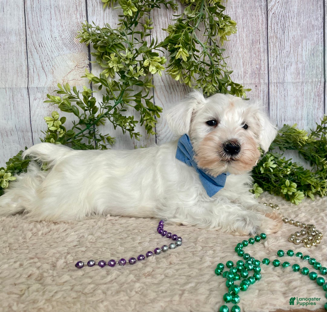 Miniature Schnauzer dogs for sale: Miniature Schnauzer Puppy 1 - Ad 1