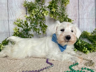 Miniature Schnauzer dogs Miniature Schnauzer Puppy 1 - Ad 33