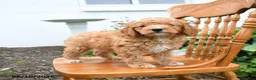Mini Goldendoodle dogs for sale: Lucky - Ad 4