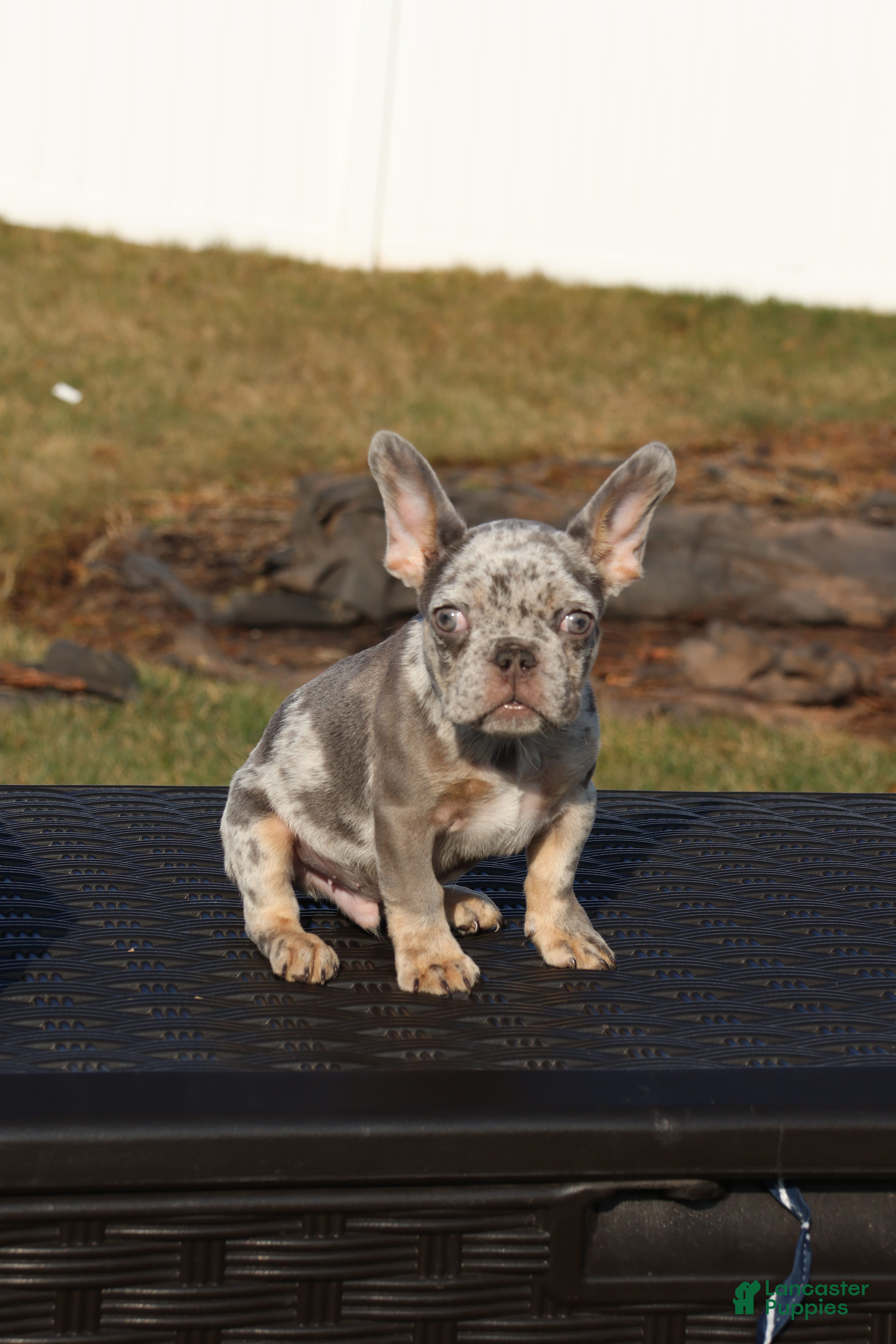 French Bulldog dogs French Bulldog Puppy 1 - Ad 39