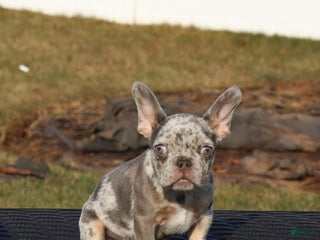 French Bulldog dogs French Bulldog Puppy 1 - Ad 10