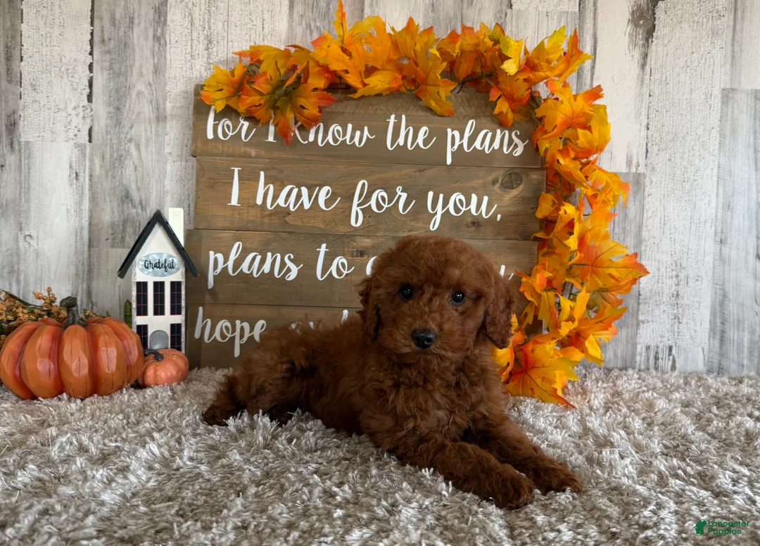 Toy Poodle dogs for sale: Polly - Ad 17