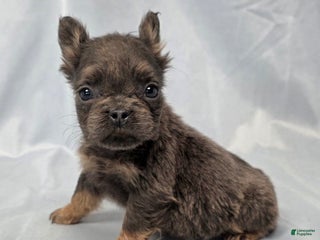 French Bulldog dogs - Ad 29