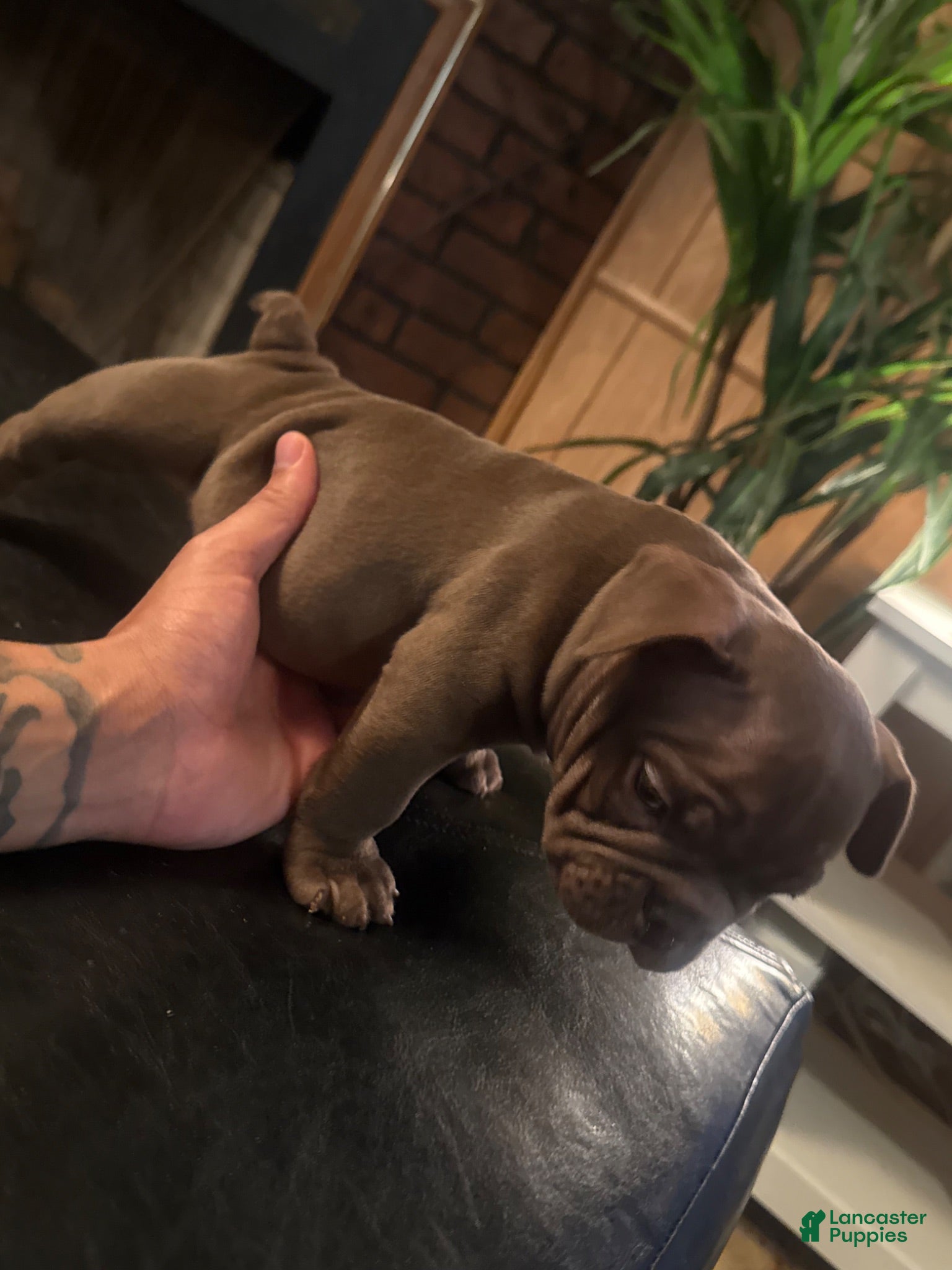 American Bully dogs American Bully 5 - Ad 18