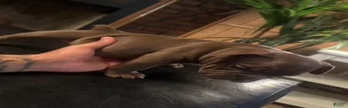American Bully 5