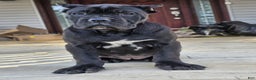 Cane Corso dogs for sale: QUEENIE - Ad 6