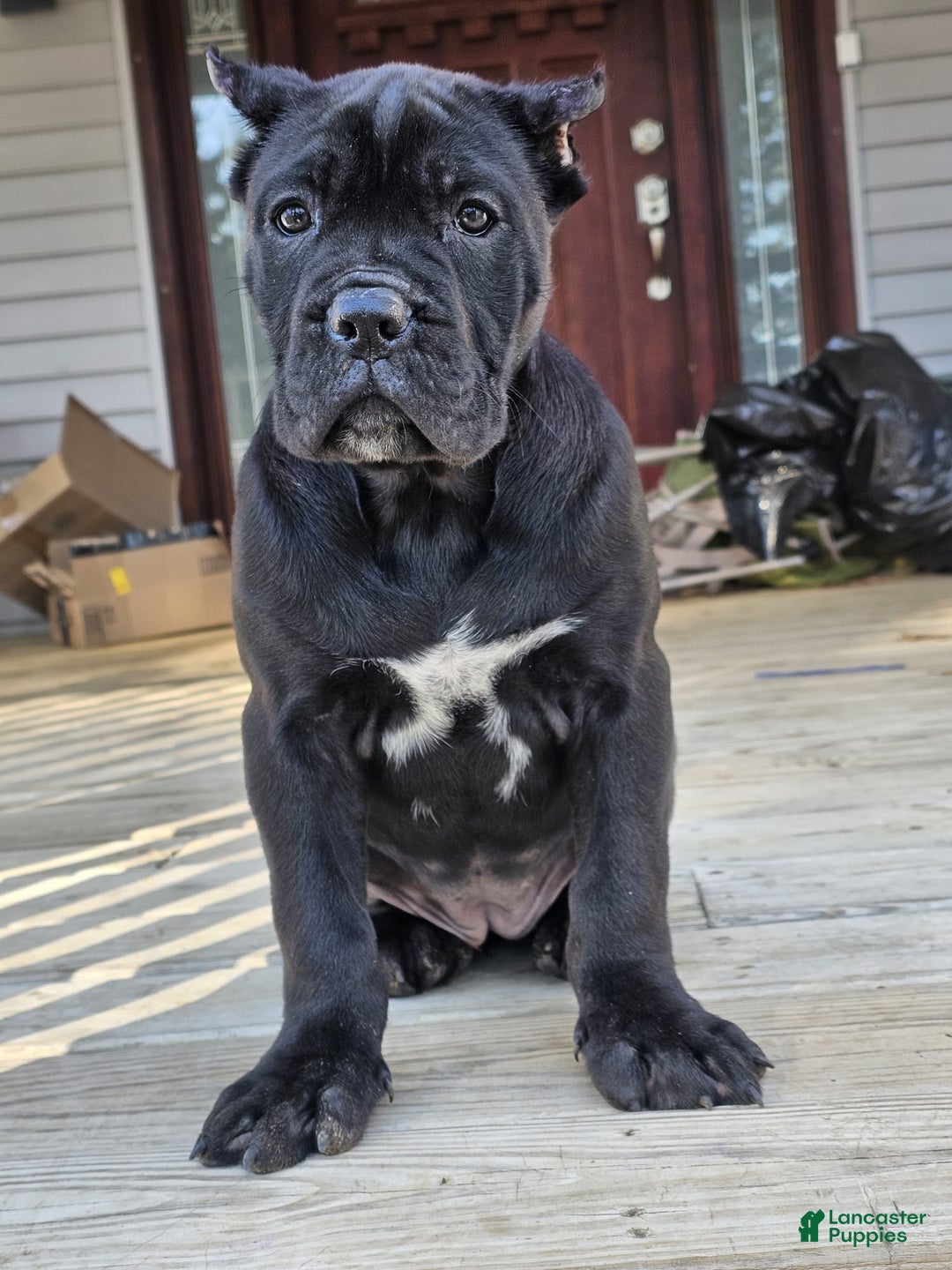 Cane Corso dogs for sale: QUEENIE - Ad 6