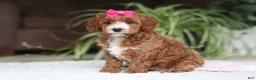 Cavapoo dogs for sale: Izzy - Ad 3