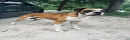 Boxer dogs for sale: Boxer 1 - Ad 2