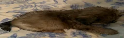 Shih Tzu dogs for sale: Shih Tzu Puppy 3 - Ad 3