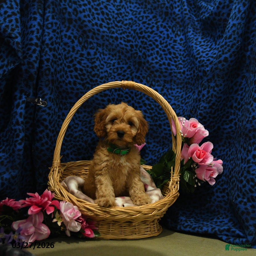 Cavapoo dogs Scout - Ad 1