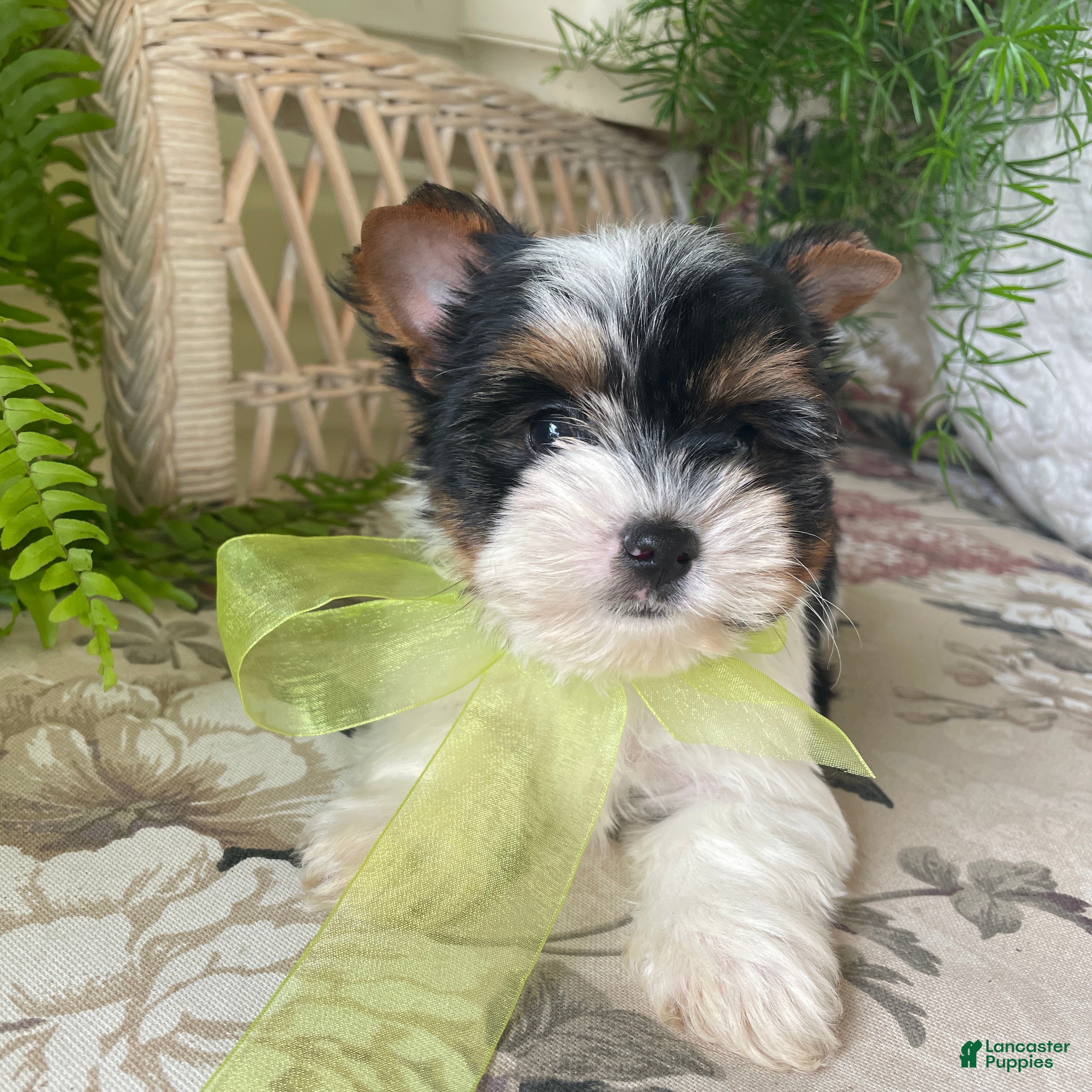 Biewer Terrier dogs Waldo - Ad 2