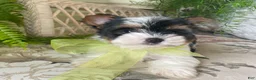 Biewer Terrier dogs for sale: Waldo - Ad 2
