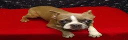 Boston Terrier dogs for sale: Riot - Ad 1