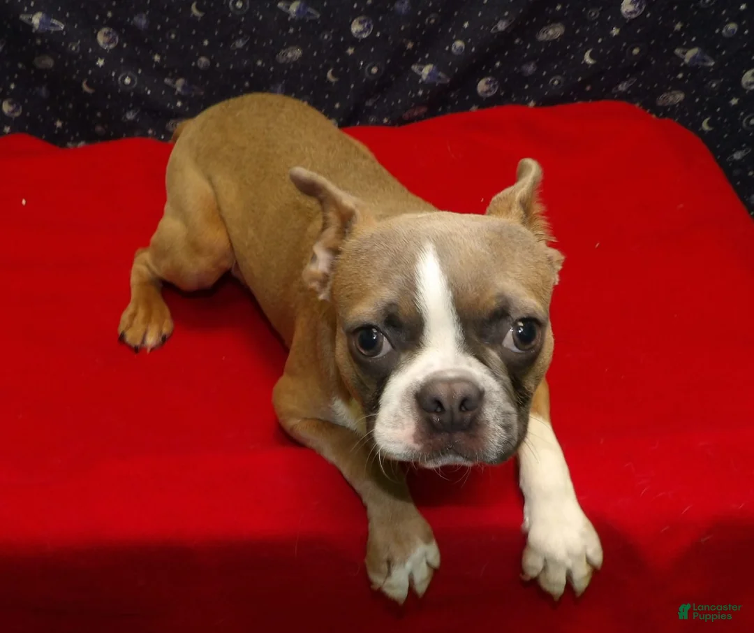Boston Terrier dogs for sale: Riot - Ad 1