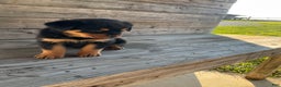 Rottweiler dogs for sale: Daisy  - Ad 16
