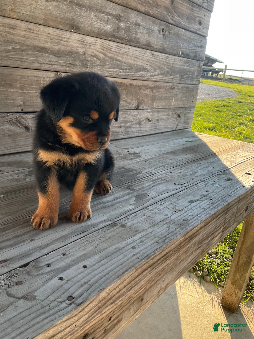 Rottweiler dogs for sale: Daisy  - Ad 16