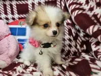 Pomeranian dogs for sale: Farra Faucet (4.5 lbs) - Ad 2