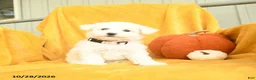 Bichon Frise dogs for sale: Hattie  - Ad 5