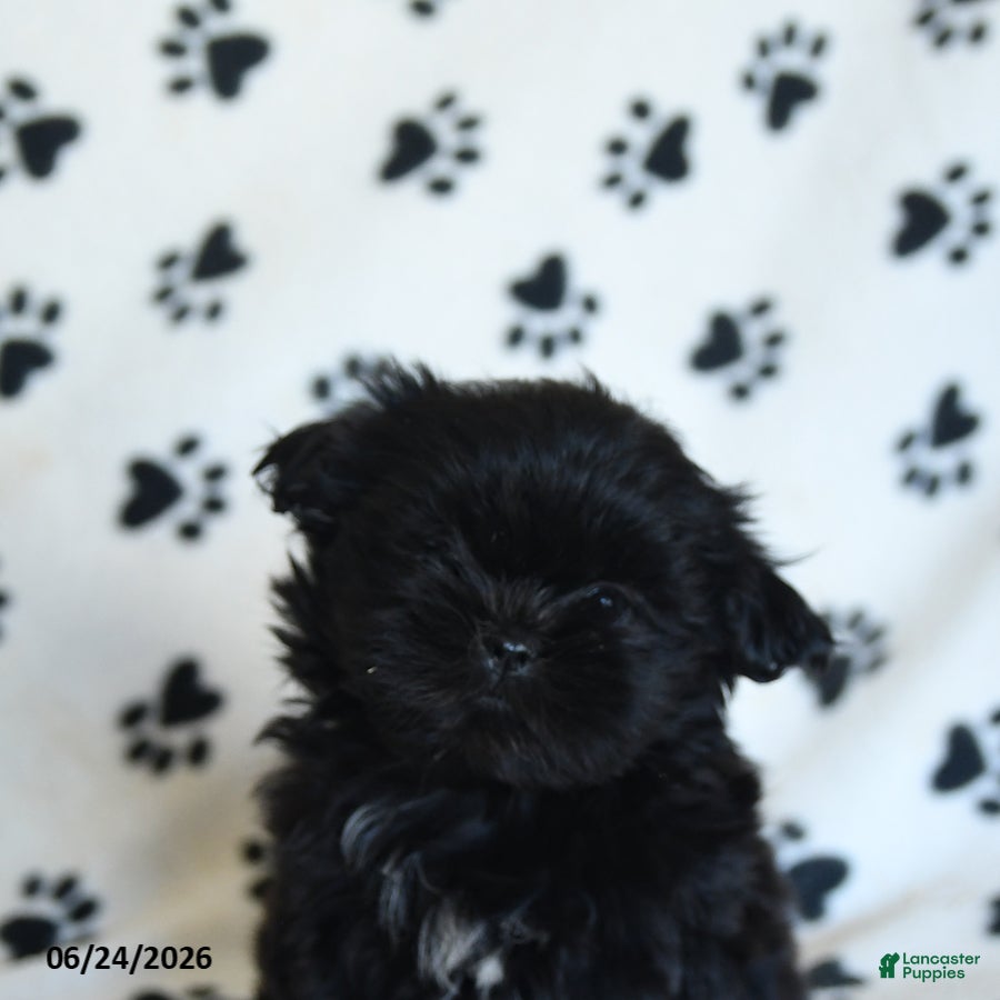 Shih Tzu dogs Kruz - Ad 2