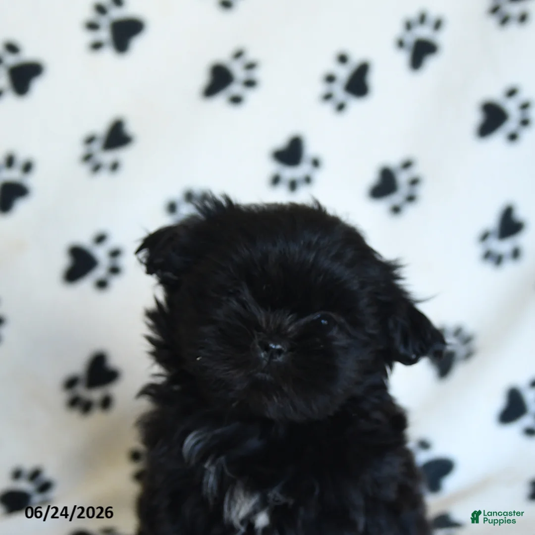 Shih Tzu dogs for sale: Kruz - Ad 2