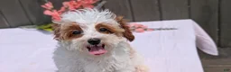 Cavapoo dogs for sale: Stella - Ad 4