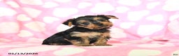 Yorkshire Terrier dogs for sale: Teddy - Ad 2