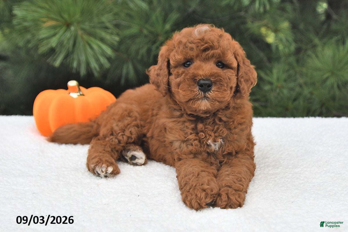 Mini Goldendoodle dogs Murphy - Ad 1