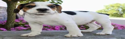 Beabull dogs for sale: Baxter - Ad 6
