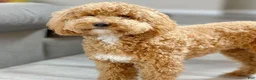 Mini Goldendoodle dogs for sale: Goldie - Ad 6