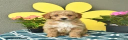 Mini Goldendoodle dogs for sale: Sage  - Ad 1
