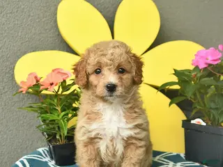 Mini Goldendoodle dogs for sale: Sage - Ad 4