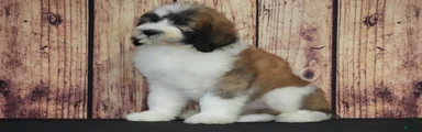 Saint Berdoodles Puppy 6