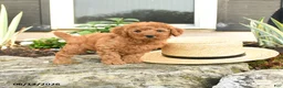 Mini Goldendoodle dogs for sale: Lulu - Ad 3
