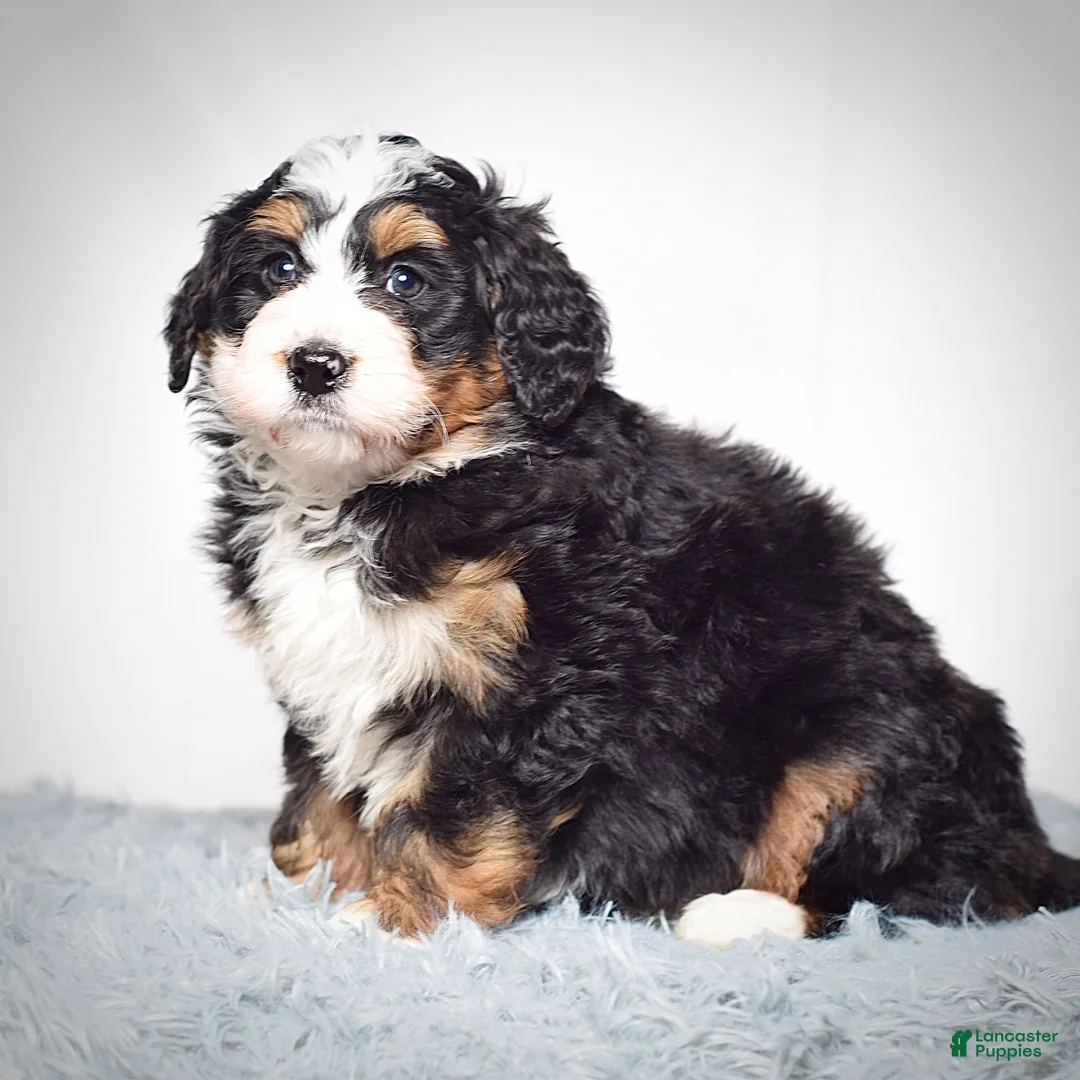 Mini Bernedoodle dogs for sale: Mini Bernedoodle Puppy 3 - Ad 7