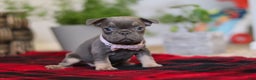 Frenchton dogs for sale: Lilac - Ad 3