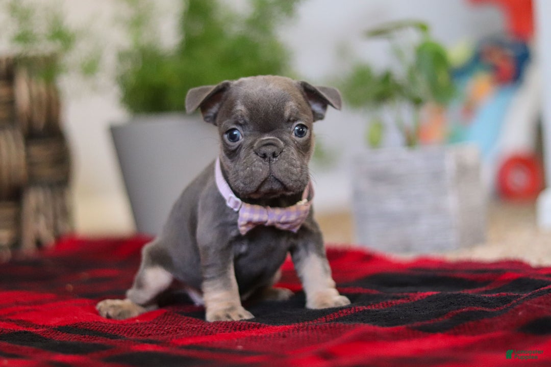 Frenchton dogs for sale: Lilac - Ad 3
