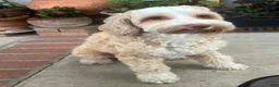Mixed Breed dogs for sale: Mixed Breed 1 - Ad 4