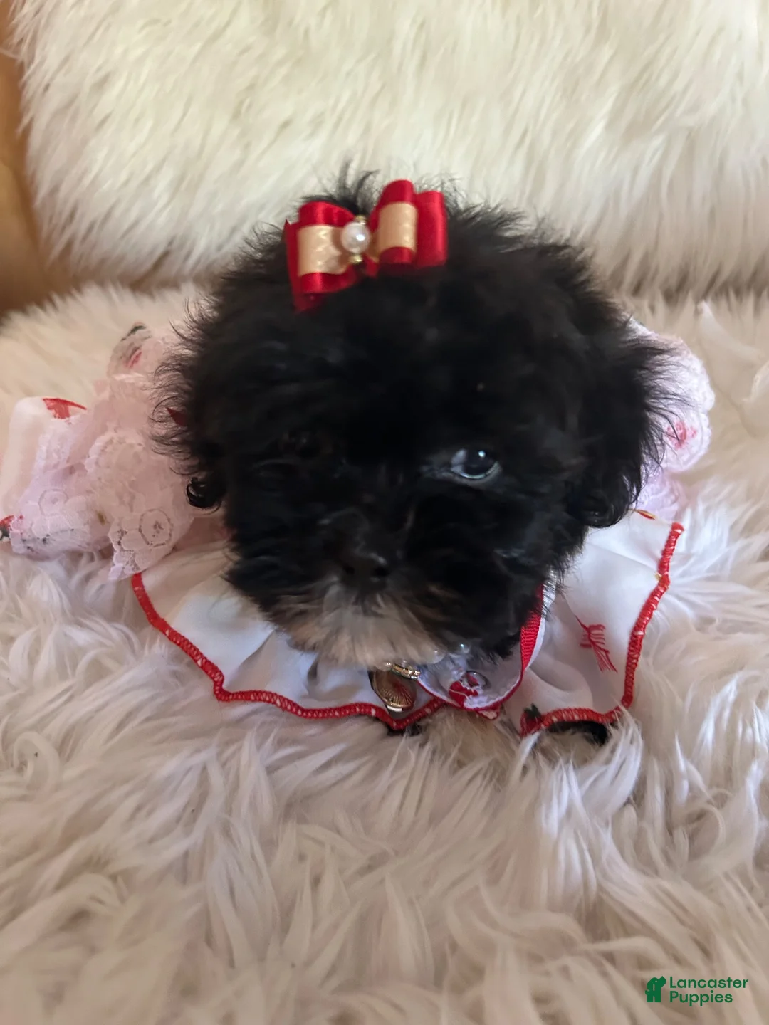 Shihpoo dogs for sale: Shihpoo 1 - Ad 1